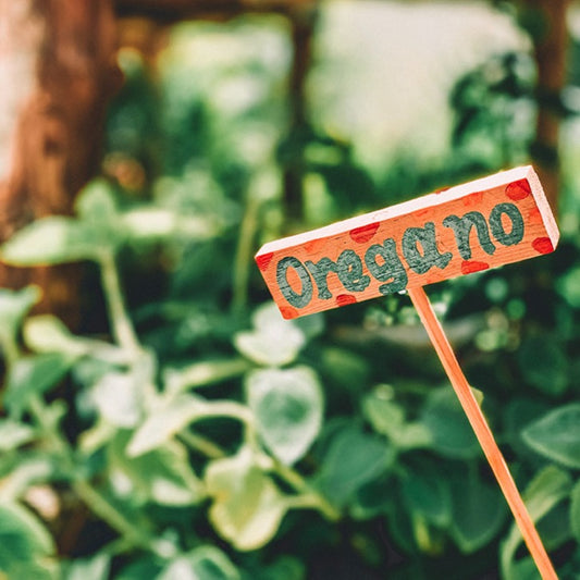 Oregano4life Wild Oregano Oil Soft Gel Capsules New!